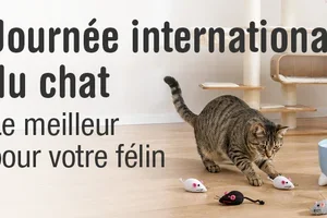 Le meilleur pour votre chat – à temps pour le 8 août