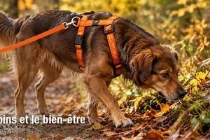 Visible, propre, en forme: votre chien en automne 🍂