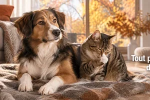 La mue? Nos solutions contre les poils morts 🐾