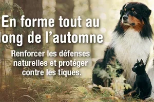 Attention aux tiques en automne: protégez votre chien & votre chat