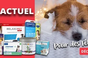 Offres spéciales en décembre 🕯️