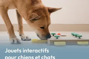 Jouets interactifs pour chiens et chats 🐶🐱