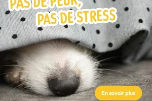 Orages, feux d’artifice ou départ en vacances – préparez votre animal à temps aux situations stressantes. ⛈️🎆🚗