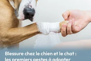 Blessure chez le chien et le chat : les premiers gestes à adopter 🩹🚨