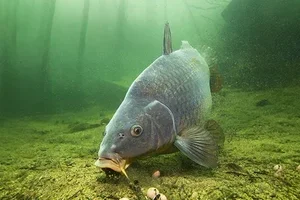 🎣 Le bundle Carolina Rig parfait – avec 10 leurres offerts !