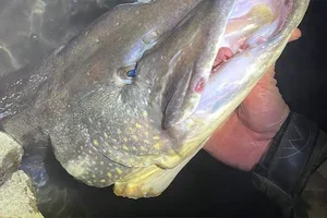 🌦️ Pendant ou après une pluie d'été : les carnassiers sont en chasse ! 