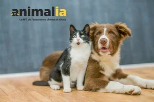 Protégez votre compagnon face aux imprévus 🐾