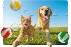 La chaleur est de retour ! Avez-vous tout prévu ? 🌞🐾