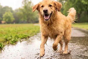 Prêts pour des aventures automnales ? 🐾🍂