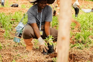 21,000 baobabs planted with the support of Sacred Trees