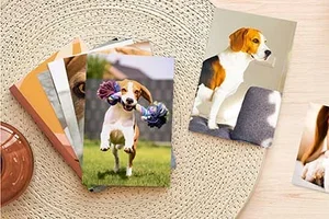 Vos photos préférées de vos animaux de compagnie 📸 🐾
